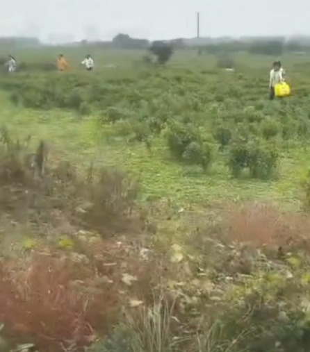 이달 초 중국의 한 농가에서 고추를 무료로 나눠준다는 가짜 영상이 중국의 SNS인 웨이보에 올라온 된 뒤 사람들이 고추를 가져가는 모습. /사진=웨이보 캡처