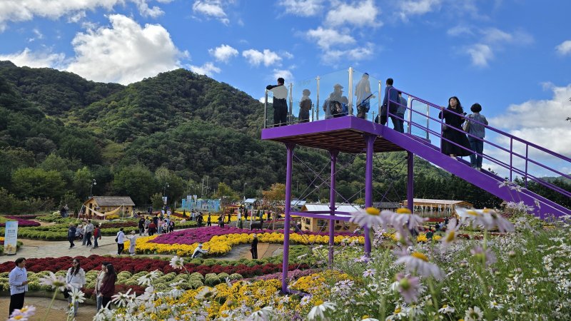 2025 인제가을꽃축제. 사진=뉴스1