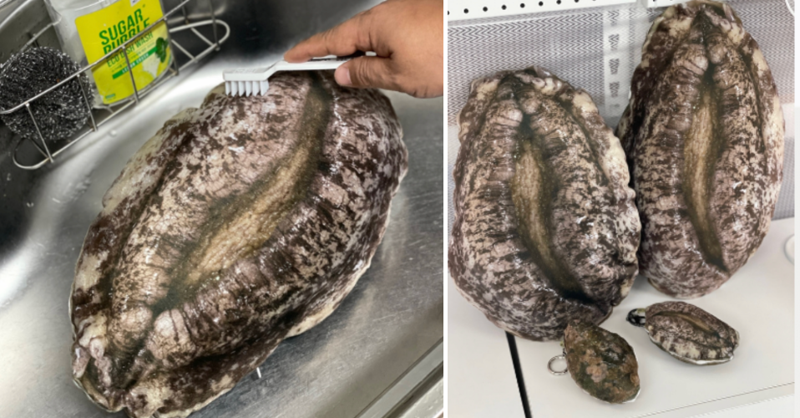 고향사랑기부제로 전북 완도군에 기부한 뒤 답례품으로 받은 전복 쿠션이 온라인에서 화제다. /사진=온라인 커뮤니티 캡처