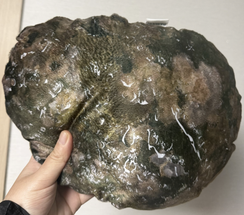 고향사랑기부제로 전북 완도군에 기부한 뒤 답례품으로 받은 전복 쿠션이 온라인에서 화제다. /사진=온라인 커뮤니티 캡처