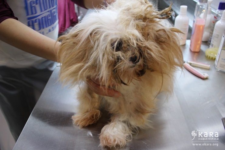 출산이 불가능하단 이유로 번식장 구석에 방치되어 있던 강아지. 사진=카라제공