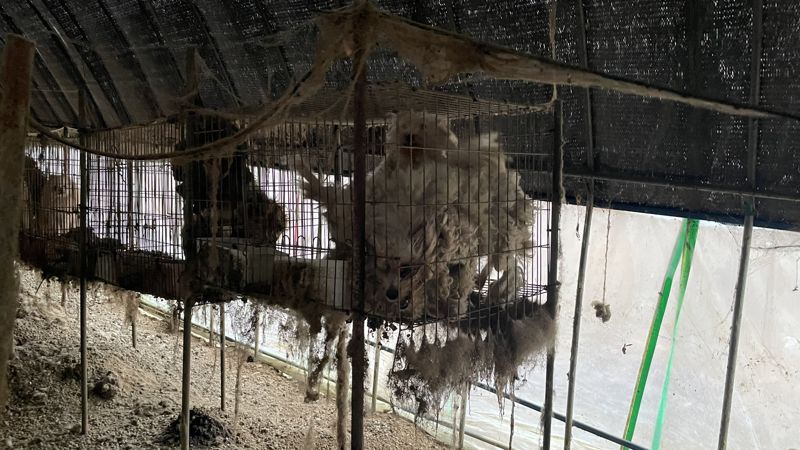 보령 불법 번식장 현장 모습. 털과 오물이 뒤엉킨 강아지들이 뜬장에서 생활하고 있다. /사진=동물자유연대 제공