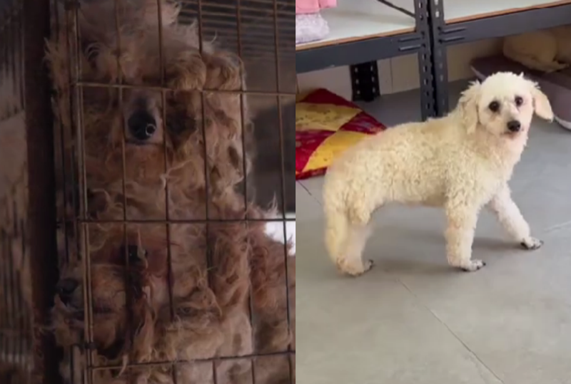 보령 불법 번식장에서 구조된 가비. 구조 전 모습(왼쪽)과 구조 후 모습. /사진=동물자유연대 제공