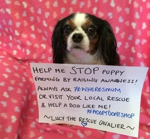 '강아지 공장'에서 구조된 영국 개 '루시' (출처=연합뉴스)