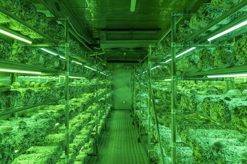 도시농사꾼 농업회사법인의 저온성 표고버섯 '은화고' 재배실 모습. 부산경제진흥원 제공